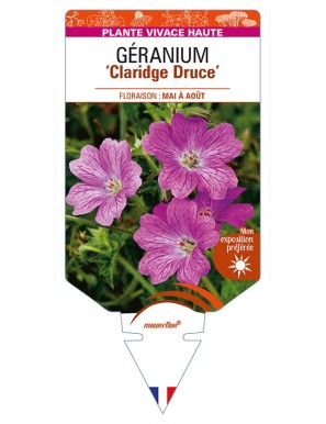 GERANIUM (x oxonianum) 'Claridge Druce'