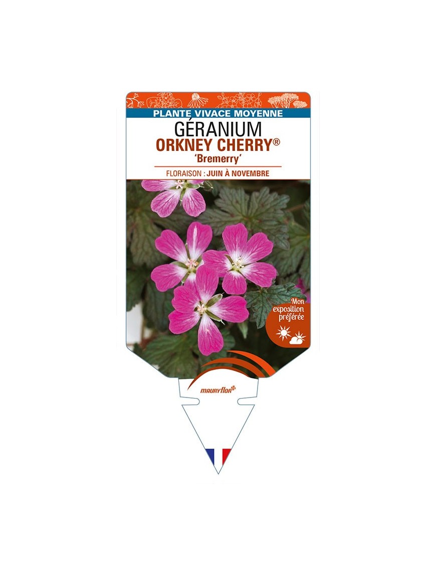 GERANIUM ORKNEY CHERRY 'Bremerry'
