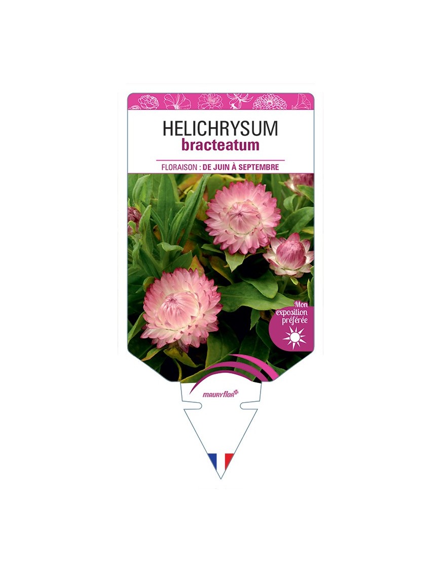 HELICHRYSUM BRACTEATUM (rose)