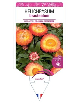 HELICHRYSUM BRACTEATUM (orange)