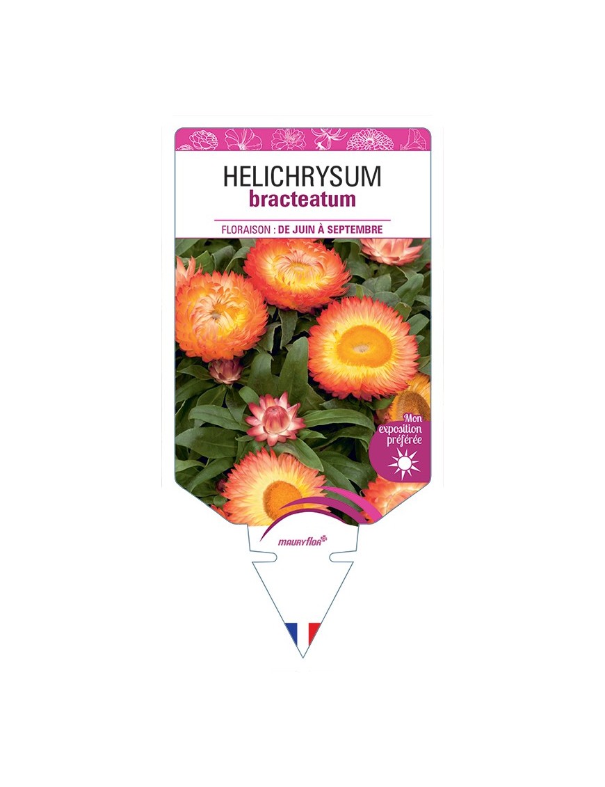 HELICHRYSUM BRACTEATUM (orange)