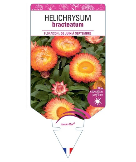 HELICHRYSUM BRACTEATUM (orange)