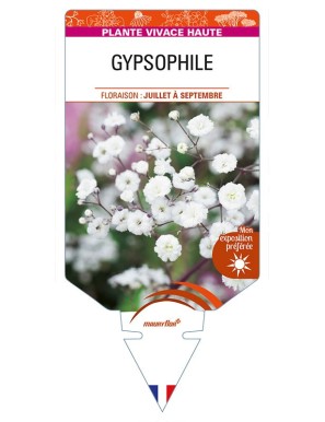 GYPSOPHILA (paniculata blanc)