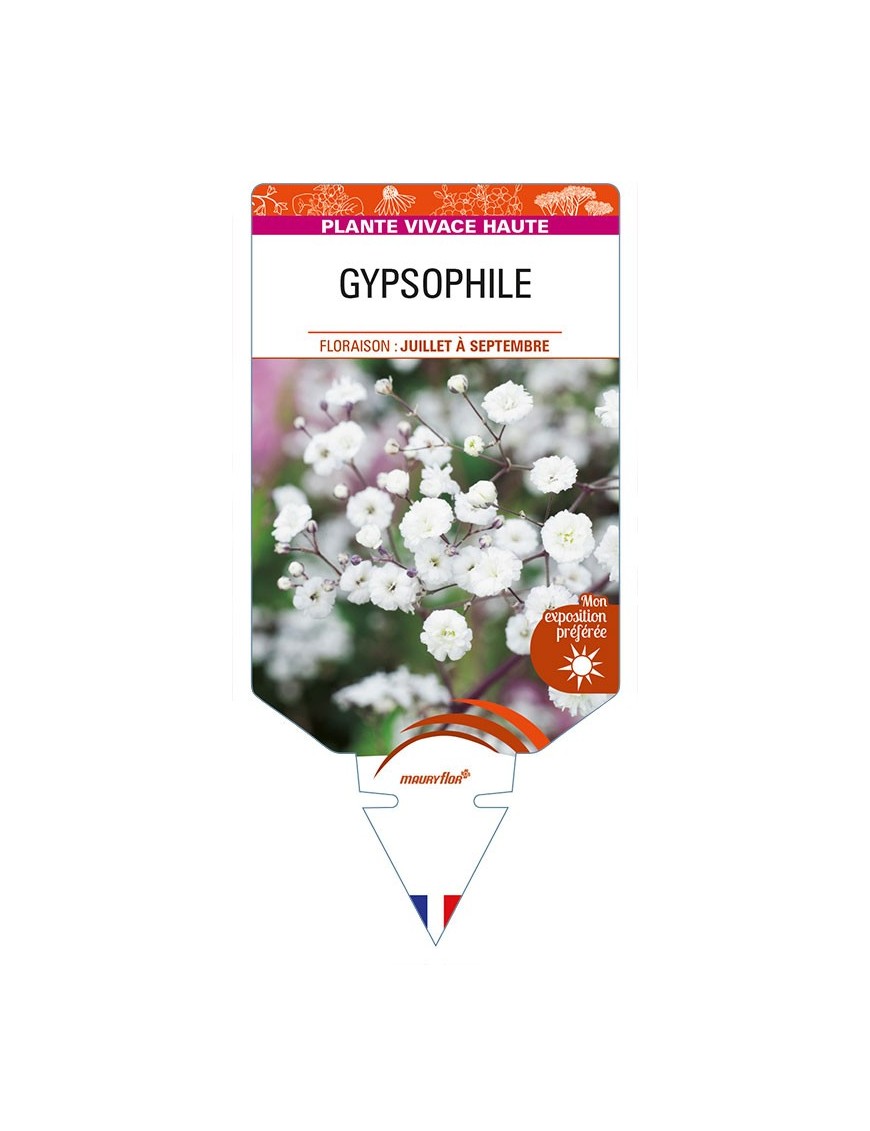 GYPSOPHILA (paniculata blanc)