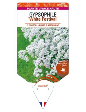 GYPSOPHILA (paniculata) 'White Festival'
