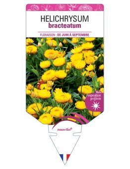 HELICHRYSUM BRACTEATUM (jaune)