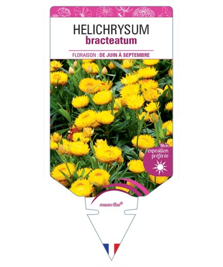 HELICHRYSUM BRACTEATUM (jaune)