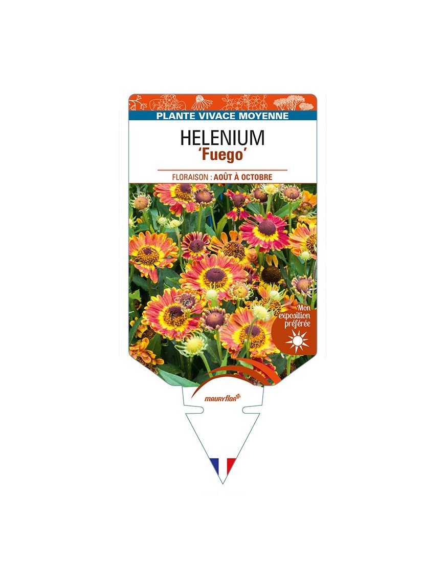 HELENIUM (autumnale) 'Fuego'