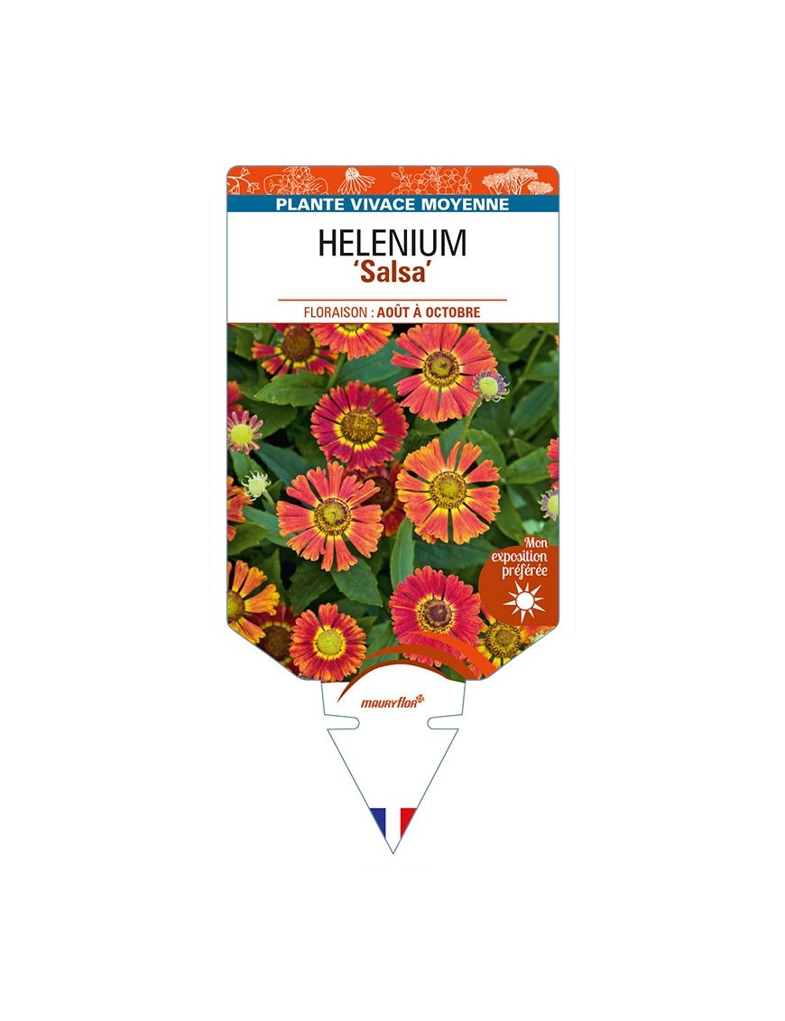 HELENIUM (autumnale) 'Salsa'
