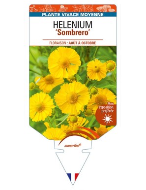 HELENIUM (autumnale) 'Sombrero'