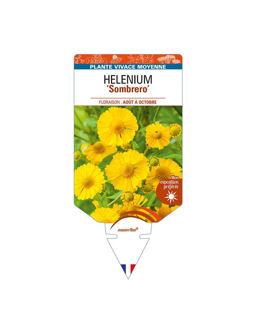 HELENIUM (autumnale) 'Sombrero'