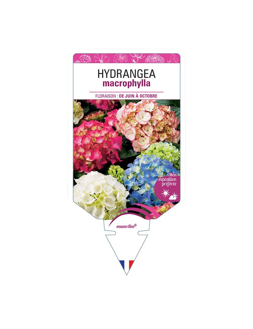 HYDRANGEA MACROPHYLLA (VARIÉ)
