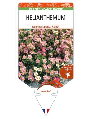 HELIANTHEMUM (apenninum x mummularium)