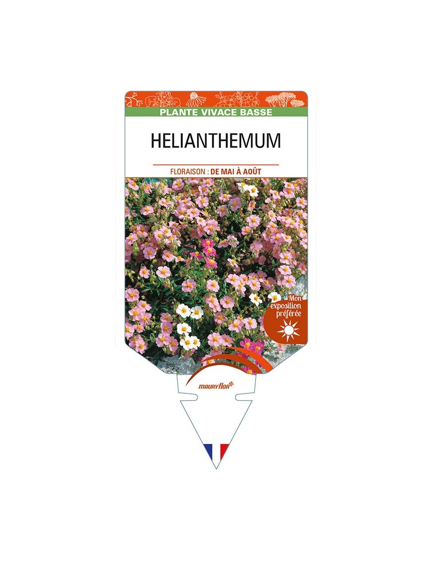 HELIANTHEMUM (apenninum x mummularium)