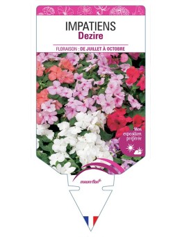 IMPATIENS DEZIRE