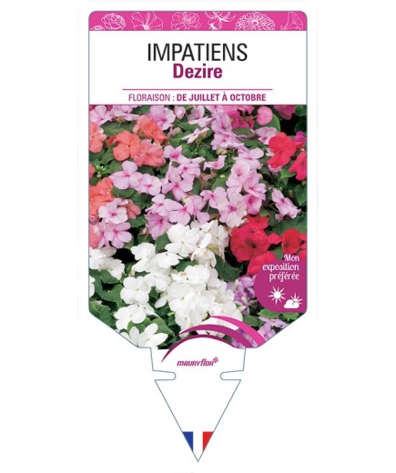 IMPATIENS DEZIRE