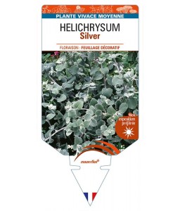 HELICHRYSUM (petiolare) Silver