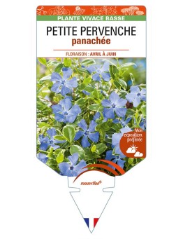 VINCA minor 'Variegata' voir PETITE PERVENCHE panachée *