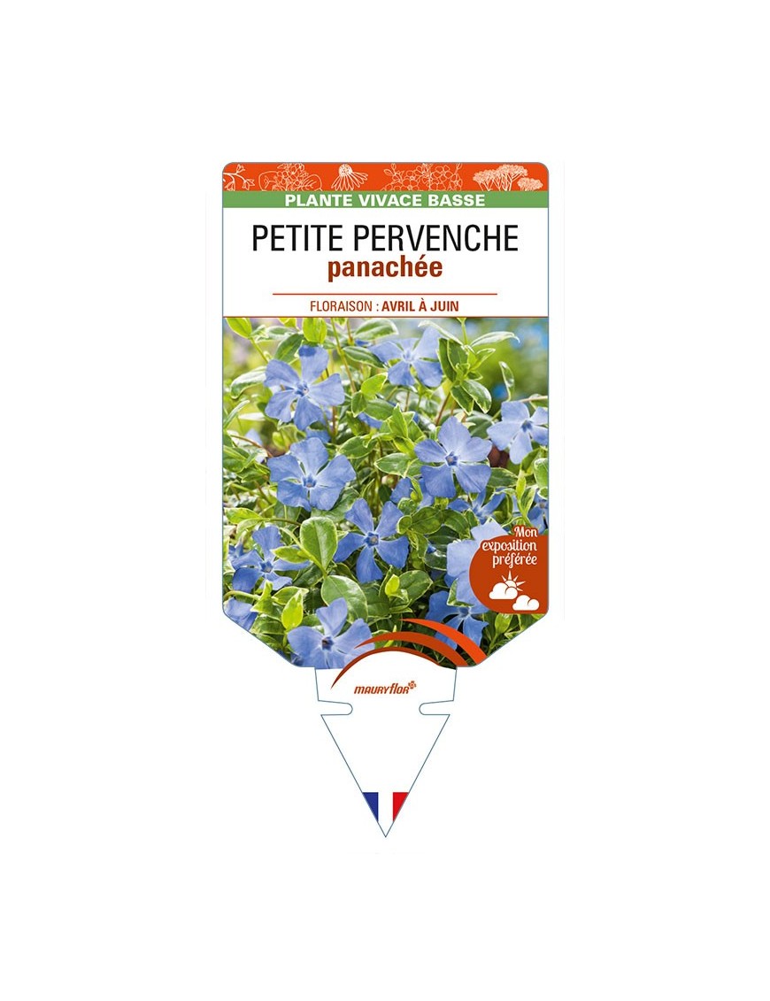 VINCA minor 'Variegata' voir PETITE PERVENCHE panachée *