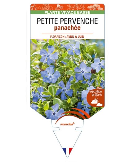 VINCA minor 'Variegata' voir PETITE PERVENCHE panachée *