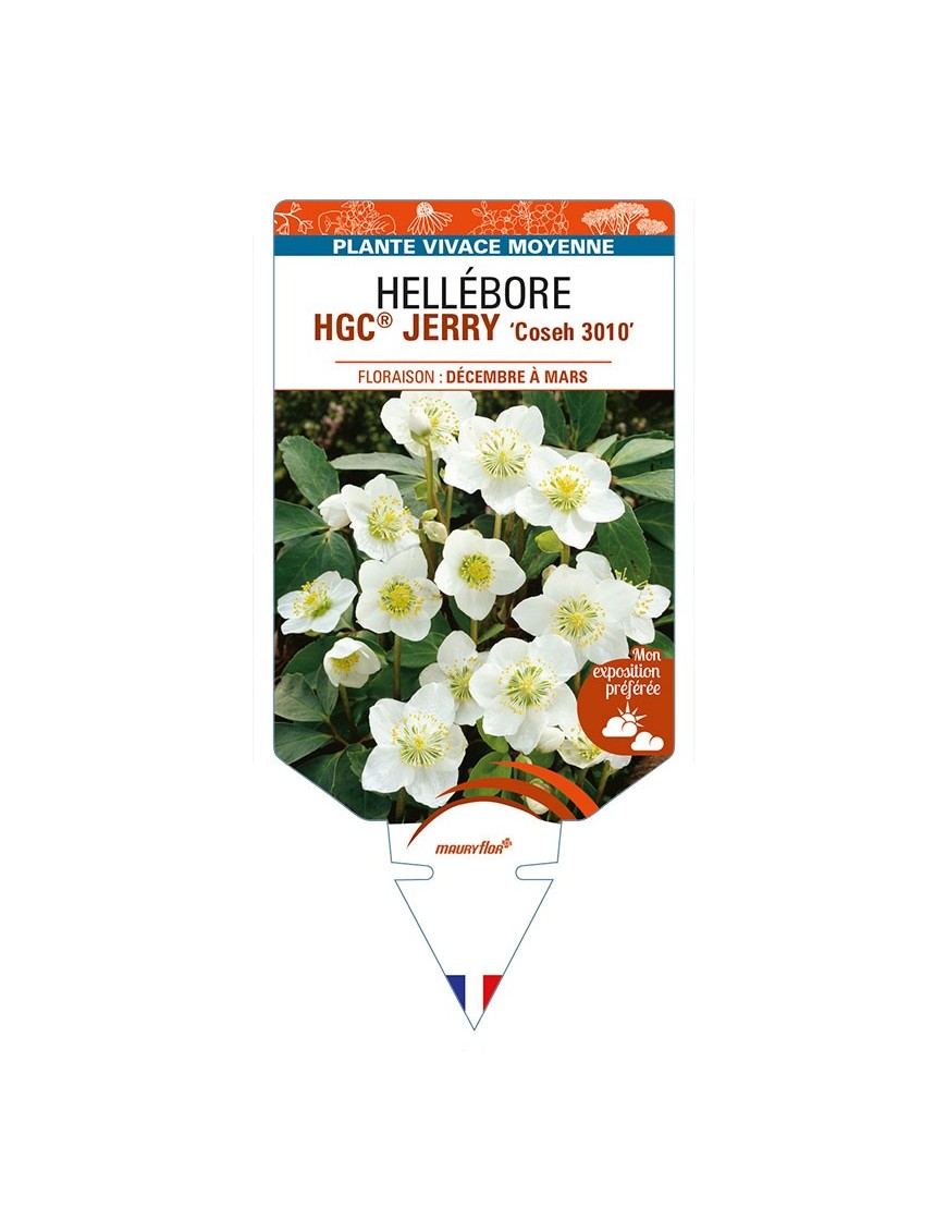 HELLEBORUS (niger) HGC® JERRY 'Coseh 3010'