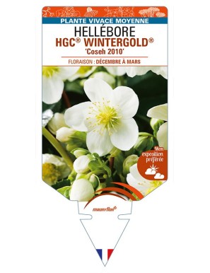 HELLEBORUS (niger) HGC® WINTERGOLD® 'Coseh 2010'