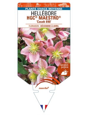 HELLEBORUS (x ballardiae) HGC® MAESTRO® 'Coseh 890'