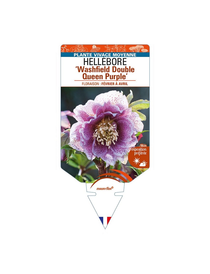 HELLEBORUS (x hybridus) Washfield Double Queen Purple
