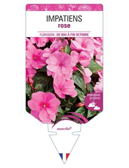 IMPATIENS ROSE