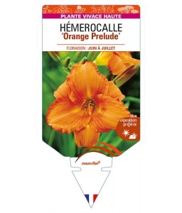 HEMEROCALLIS 'Orange Prelude'