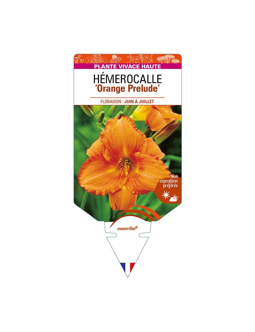 HEMEROCALLIS 'Orange Prelude'