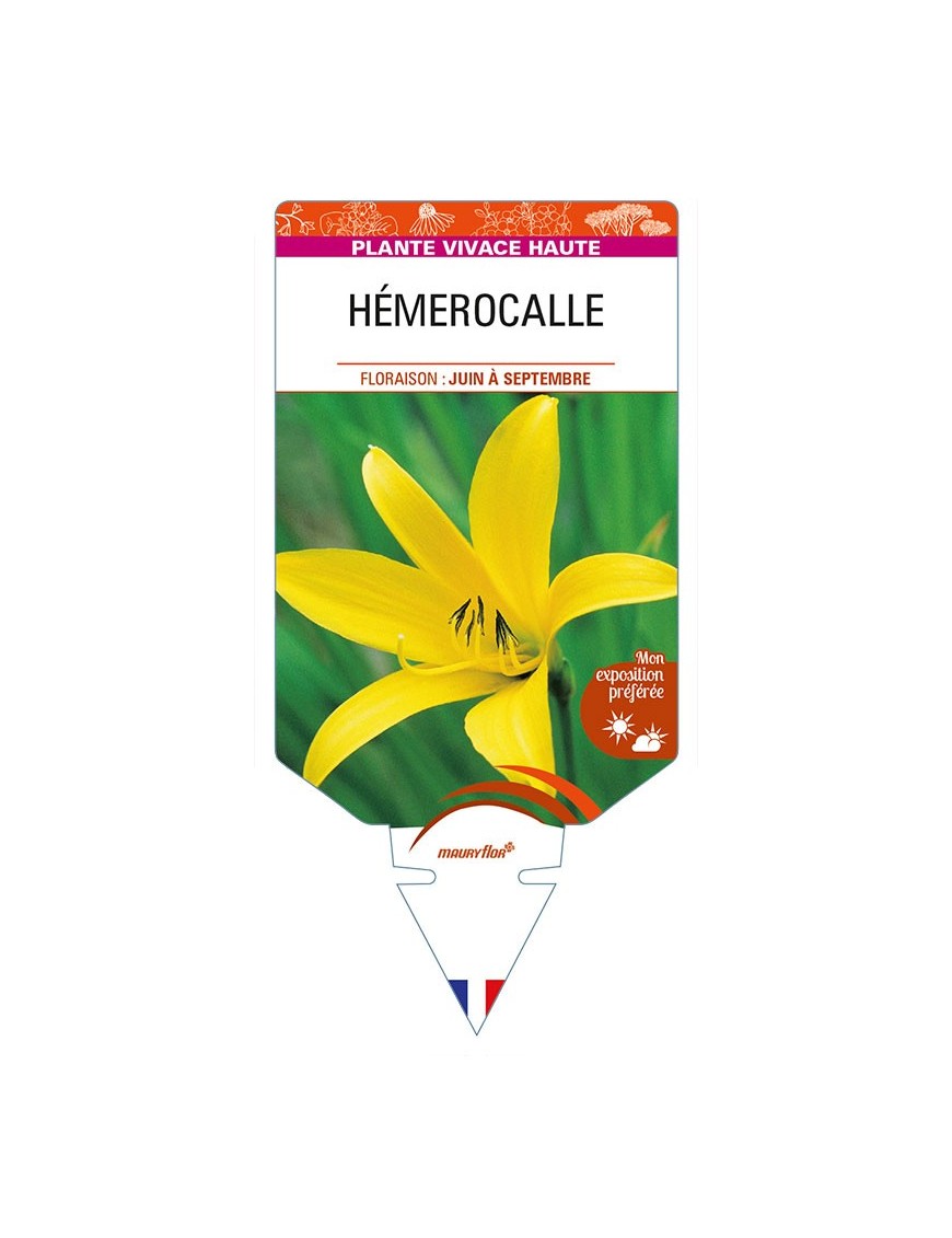 HEMEROCALLIS (citrina)