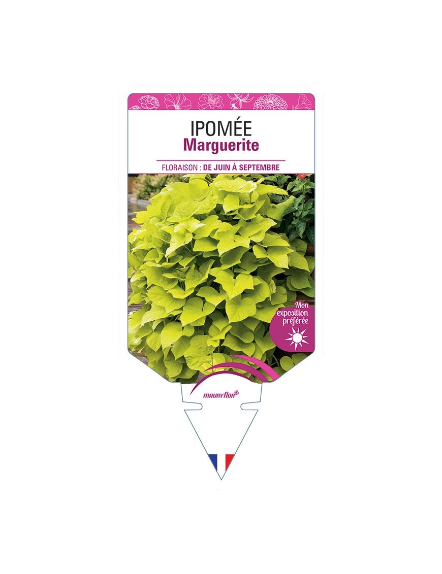 IPOMÉE MARGUERITE