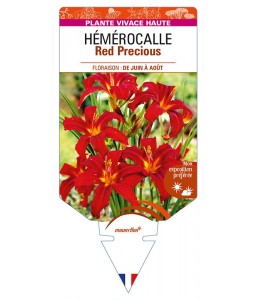 HEMEROCALLIS Red Precious