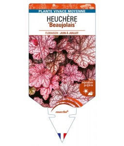 HEUCHERA 'Beaujolais'