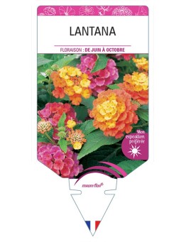 LANTANA (VARIÉ)
