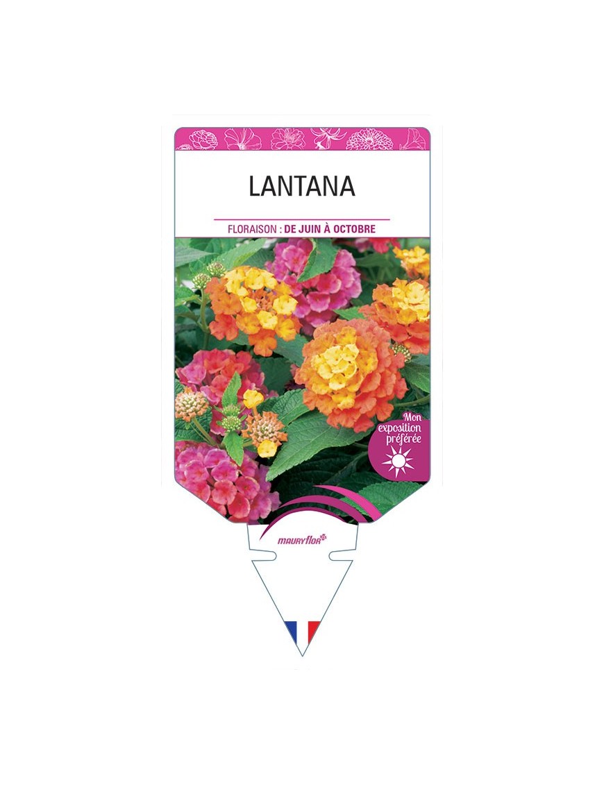 LANTANA (VARIÉ)