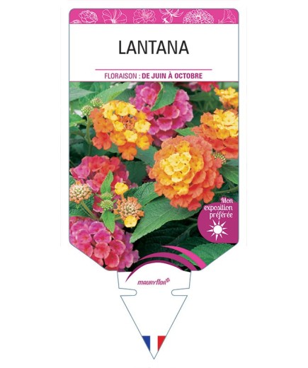 LANTANA (VARIÉ)