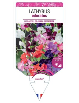 LATHYRUS ODORATUS