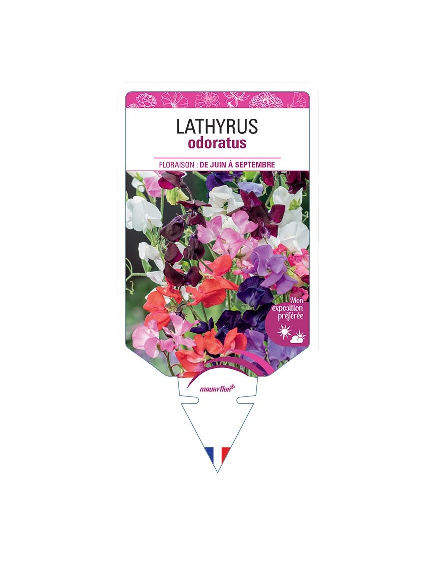 LATHYRUS ODORATUS
