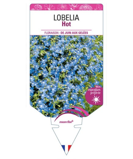LOBELIA HOT