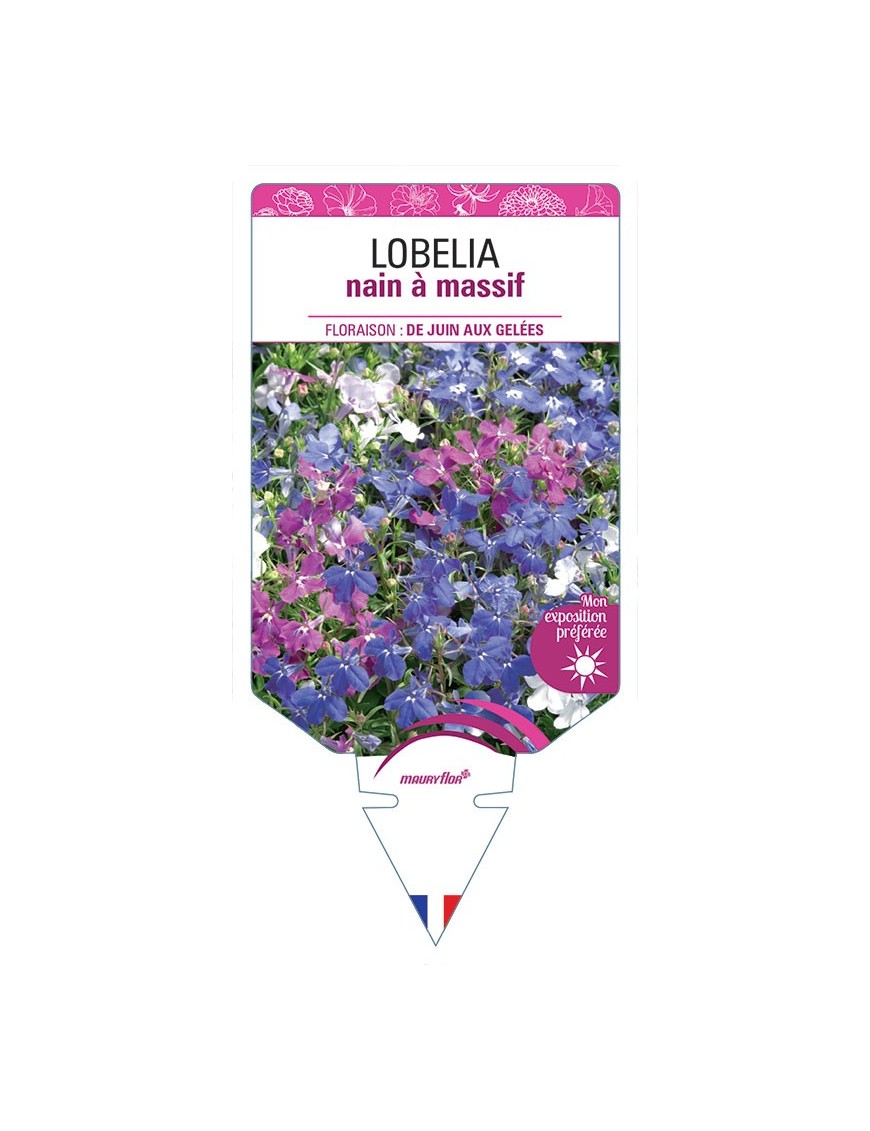 LOBELIA NAIN À MASSIF (VARIÉ)