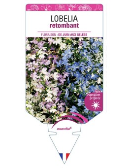 LOBELIA RETOMBANT (VARIÉ)