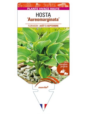 HOSTA (fortunei) 'Aureomarginata'