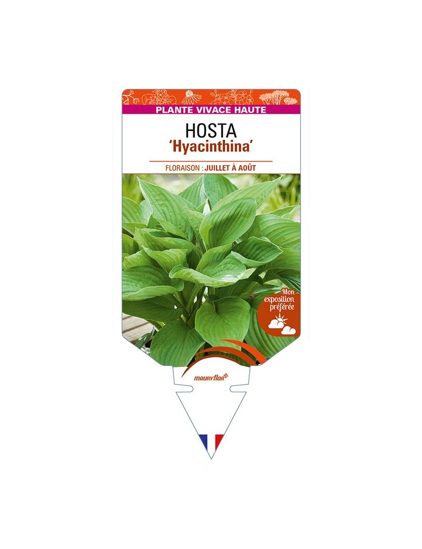 HOSTA (fortunei) 'Hyacinthina'