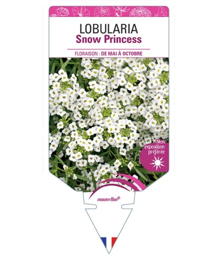 LOBULARIA SNOW PRINCESS