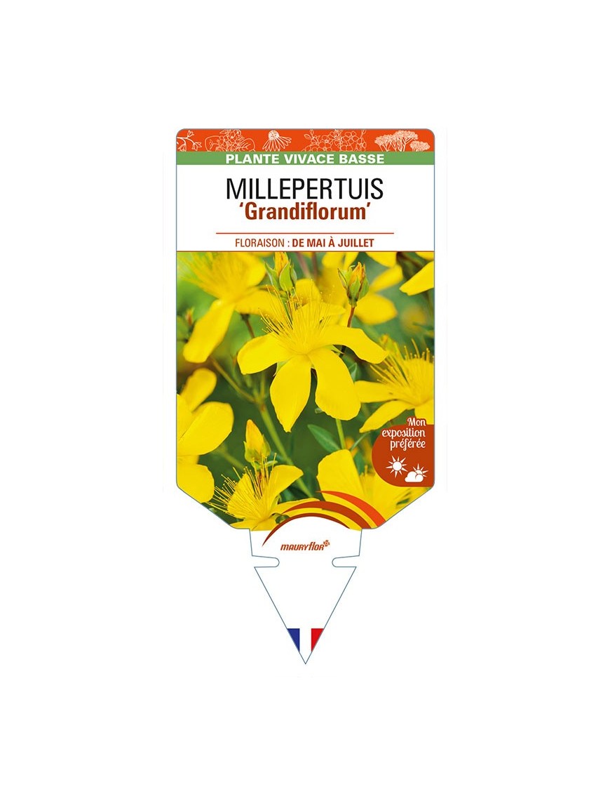 HYPERICUM polyphyllum 'Grandiflorum' voir MILLEPERTUIS