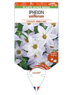 IPHEION uniflorum