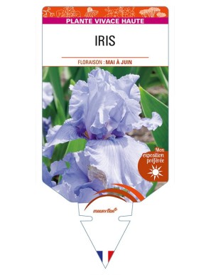 IRIS (germanica bleu clair)