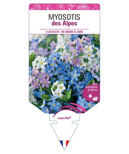 MYOSOTIS DES ALPES (VARIÉ)